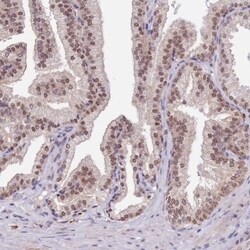 FAM120AOS Antibody, Novus Biologicals 0.1mL; Unlabeled:Antibodies, Polyclonal